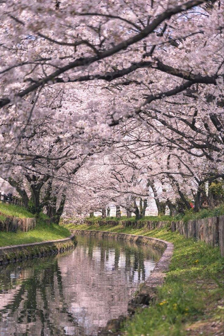 How to get best cherry blossom viewing experince in Japan: 2024 forecast to see sakura