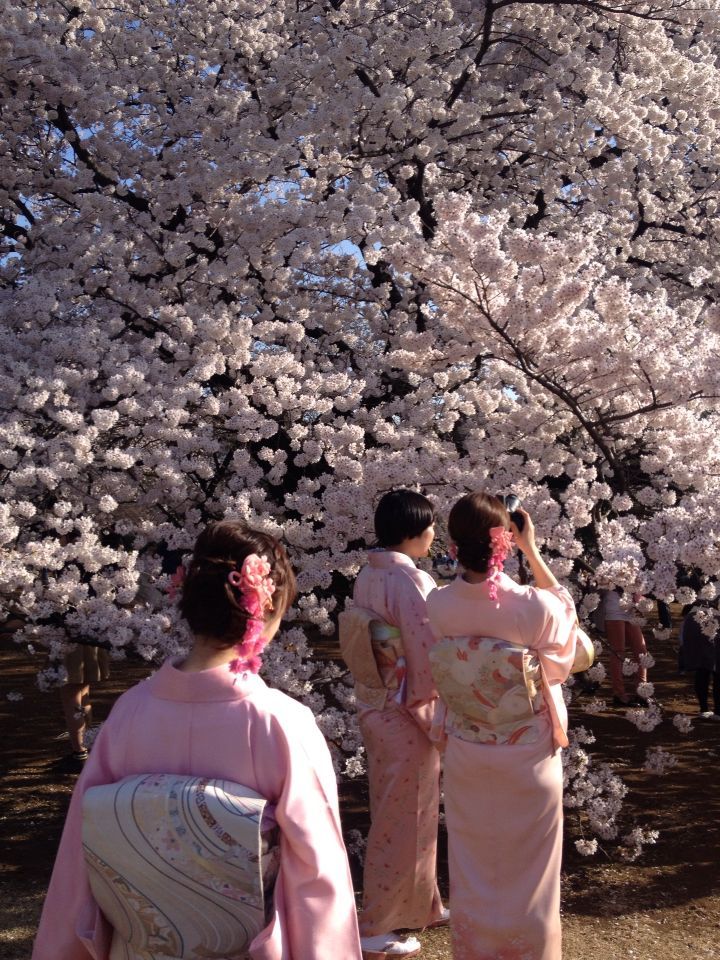 10 Best Cherry Blossom Viewing Locations In Japan